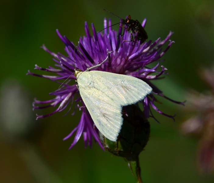 Crambidae